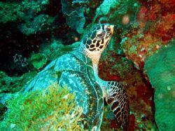 Jolie petite tortue aux Philippines by Philippe Brunner 